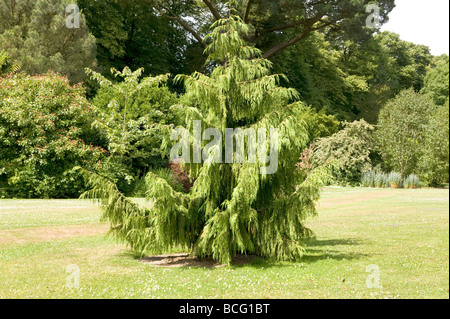Cedrus Cedar deodara `Aurea`. Ideal small conifer for a large garden. Stock Photo